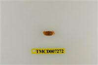 藏品(粗掌開口蟹)的圖片